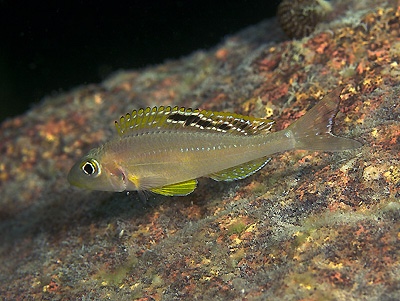 Xenotilapia sp. 'papilio sunflower' Ulwile Island